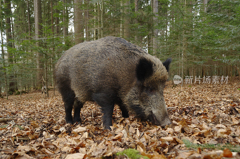 野猪(Sus scrofa)